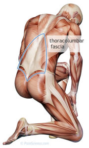 thoracolumbar-fascia-m