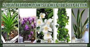 These plants may help you sleep better