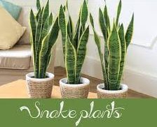 The snake plant may help you fall asleep more easily, according to the Power of Positivity. Try putting one in your bedroom. Forever Fit, Duncan, BC